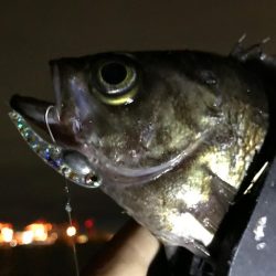 コロナに負けずコスモに